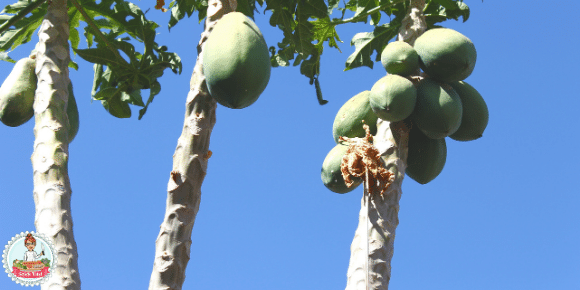 suco para emagrecer