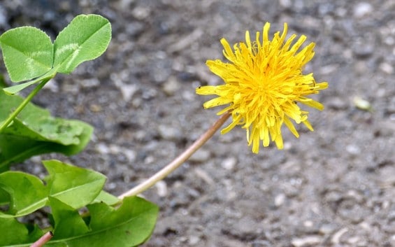 flor-dente-de-leao