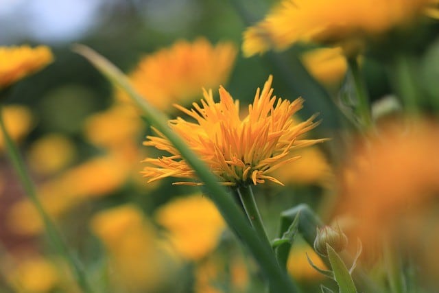 para-que-serve-cha-de-calendula